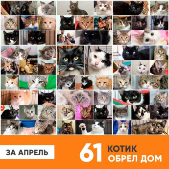 Итоги работы приюта за апрель 2020
