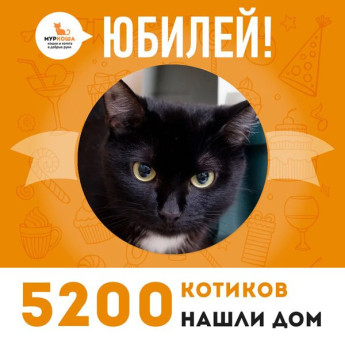 У нас снова отличные новости! Кошечка Мунечка стала 5200-ой выпускницей приюта!