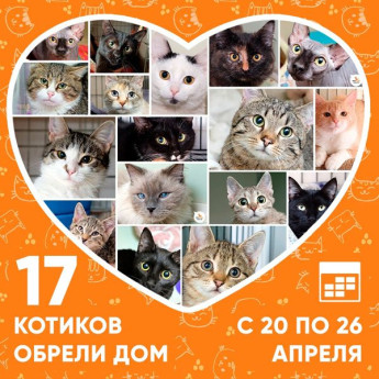 Итоги работы приюта с 20 по 26 апреля