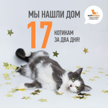 За прошедшие субботу и воскресенье свой дом и новых хозяев нашли 17 котиков!