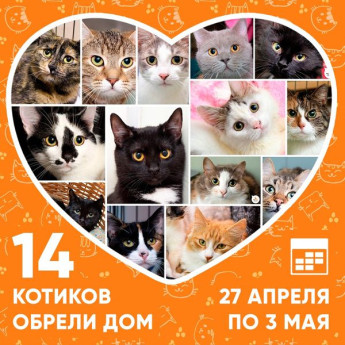 Итоги работы приюта с 27 апреля по 3 мая
