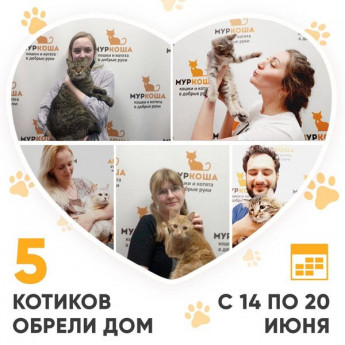 Итоги работы Adoption центра с 14 по 20 июня 2021г.