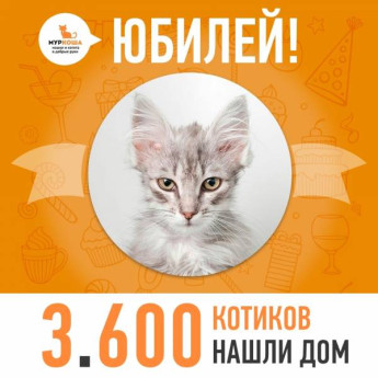 Отправился домой 3600-й счастливец, котёнок Ашер!