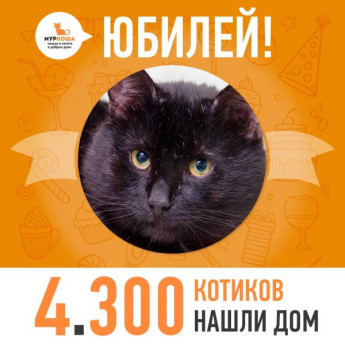 Отправился домой 4300-ый счастливец, котик Егор.