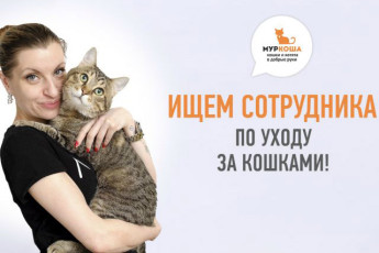 Сотрудник по уходу за кошками