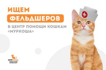 Фельдшер в центр помощи кошкам