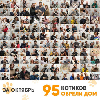 Итоги работы Adoption центра в октябре 2021г.