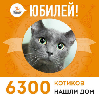 Отправилась домой 6300-ая счастливица, кошечка Биссектриса!