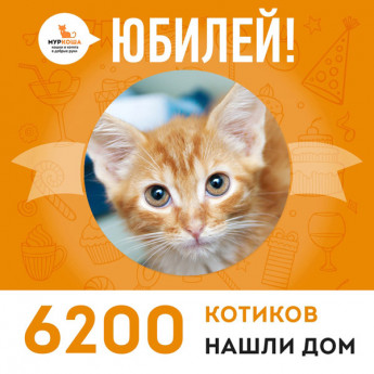 Отправился домой 6200-ый счастливец, котенок Инвайт!