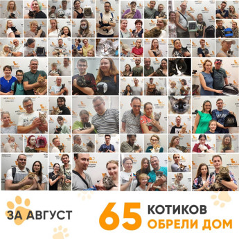 Итоги работы Adoption центра в августе 2022 года. 