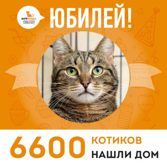 Кот Усик стал 6600-ым выпускником adoption центра "Муркоша"!