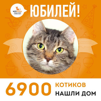  Кошечка Пролетарка стала 6900-ой выпускницей adoption центра "Муркоша"!
