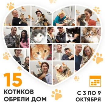 Итоги работы Adoption центра с 3 по 9 октября 2022г. 