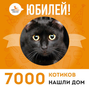 Кот Степушка стал 7000 выпускником adoption центра "Муркоша"!