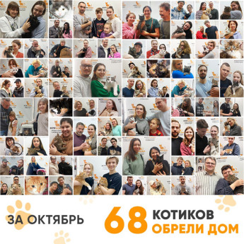 Итоги работы Adoption центра в октябре 2022 года.