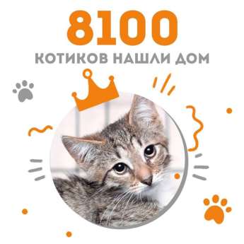 Котёнок Тоторо стал 8100-ым выпускником Центра помощи кошкам "Муркоша"