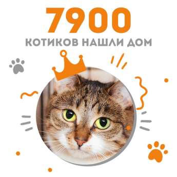 Кошечка Минерва стала 7900-ым выпускником Центра "Муркоша"