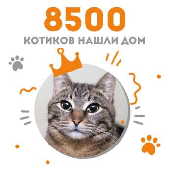 Кошечка Ранетка стала 8500-ой выпускницей Центра помощи кошкам "Муркоша"