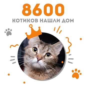 Кошечка Элси стала 8600-ой выпускницей Центра помощи кошкам "Муркоша"