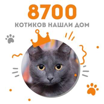 Кошечка Агафья стала 8700-ой выпускницей Центра помощи кошкам "Муркоша"