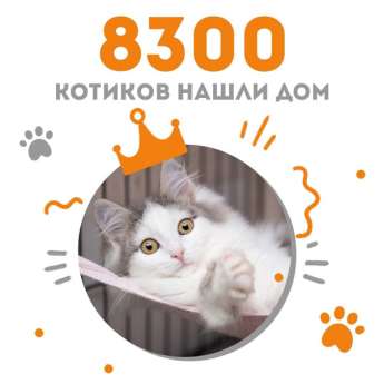 Котёнок Авантюрин стала 8300-ым выпускником Центра помощи кошкам "Муркоша"