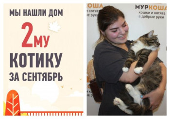 Сбылась мечта о доме у брошенного котика Антонио!