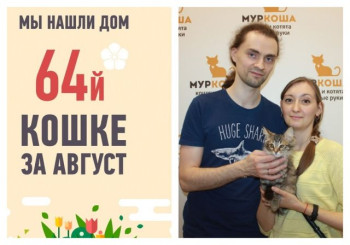 Трехмесячная кошка Наташенька отправилась в счастливое детство!