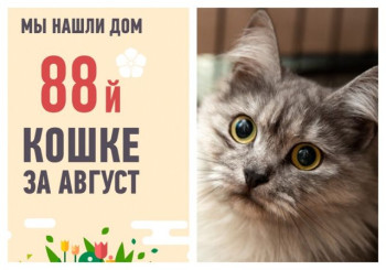 Спустя месяц уезжает в новый дом кошка Лолочка!
