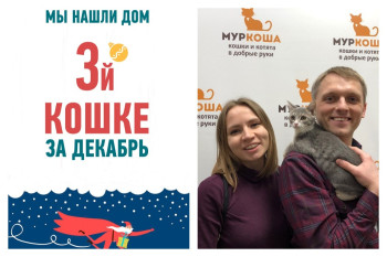 Отправляется домой очаровательная юная кошка Няма!