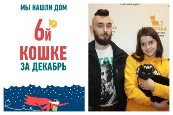 Снова стала домашней пятилетняя кошка Пеппи!