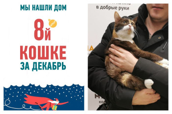 Свой уютный дом и любящий хозяин появились и у кошечки Брауни!