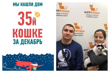 Ура! Кошка Пятнышка стала домашней!