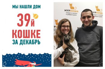 Вторая попытка на счастье у шестимесячной кошки Эльвиры!