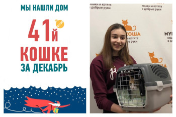 Счастливая история обретения дома кошечкой Найтли!