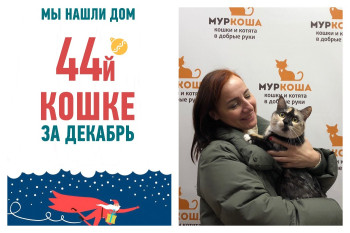Кошка Зена стала домашней любимицей!