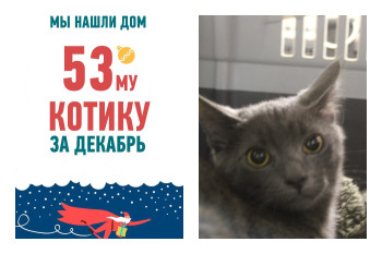 Котенок Ветерок встретит новый год дома, ура!