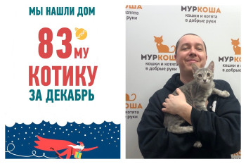 Провожаем домой пятимесячного котенка Альфика!