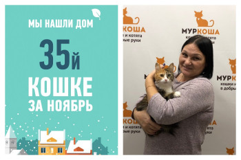 Мы помогли стать домашней кошке Каори всего за три недели!