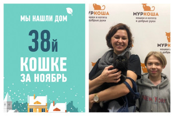 Стала домашней кошка с удивительным именем Сёва Жизнь!