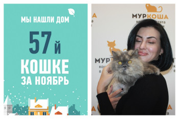 Спустя два месяца в приюте отправляется домой одиннадцатилетняя кошка Соска!