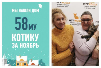 Стал домашним котенок Кренделек!