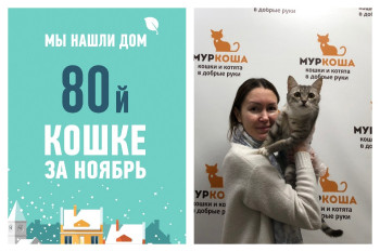 В счастливую домашнюю жизнь отправляется кошка Монголия!