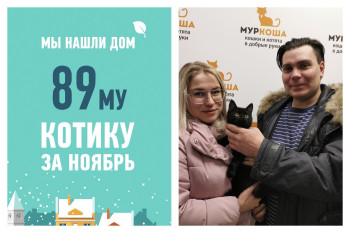Всего месяц на поиск дома для котёнка Стинга!