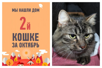 Собирает чемоданы и отправляется домой кошка Флоша!