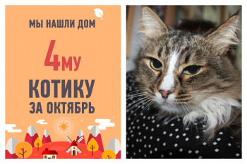 Кот Семушка отправился в новый дом спустя всего три недели в приюте!