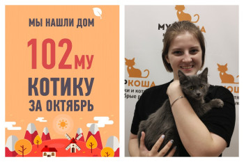 Котенок Крокер становится хедлайнером октябрьского парада счастливчиков!