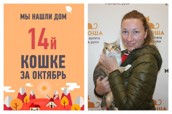 Отправляем домой двухлетнюю кошку Фишку!