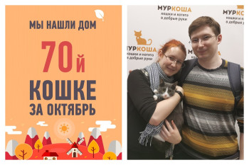 Десятимесячная кошка Тея обрела семью спустя месяц в приюте!