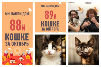 Кошечки Агнешка и Иренка отправляются домой вместе!