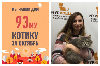 Кот Павлуша стал домашним спустя месяц жизни в приюте!